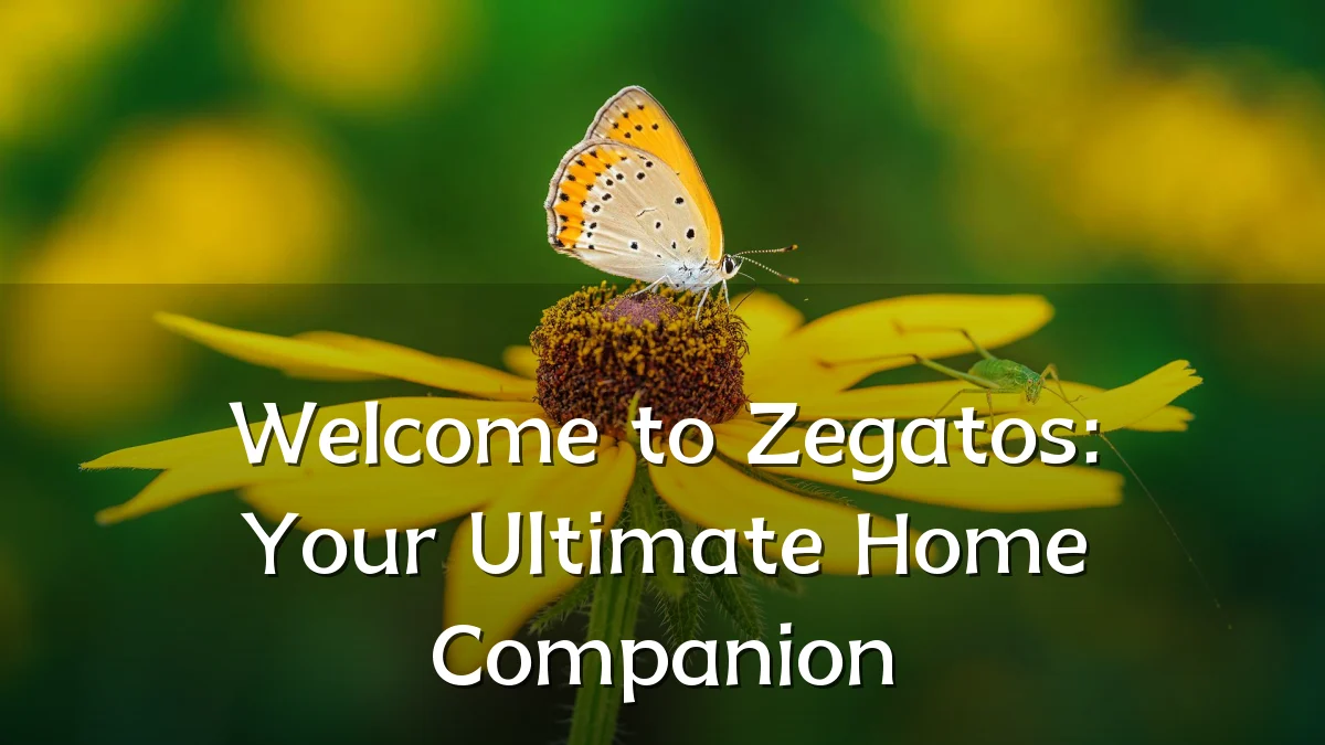 Welcome to Zegatos: Your Ultimate Home Companion